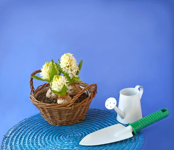 Blanc de jacinthes et outils de jardinage sur un fond bleu — Photo