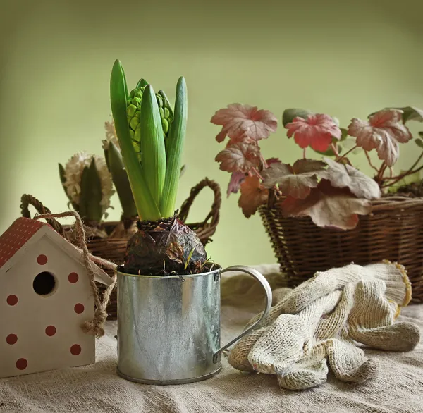 Vintage still life with hyacinth and decorative birdhouses