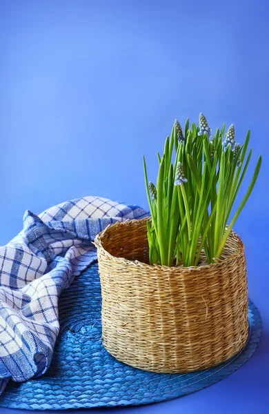 Blue muscari in a basket — Stock Photo, Image
