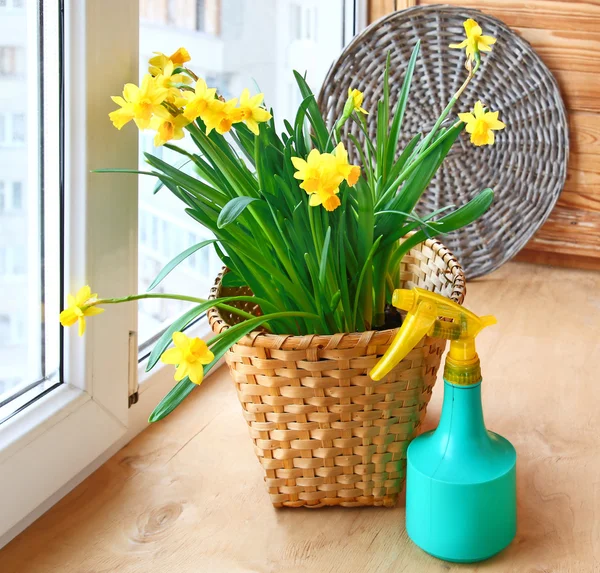 Basket with daffodils and sprayer on the balcony window. — стоковое фото
