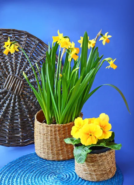 Kwitnące wiosną żółte kwiaty w koszu na niebieskie tło — Zdjęcie stockowe