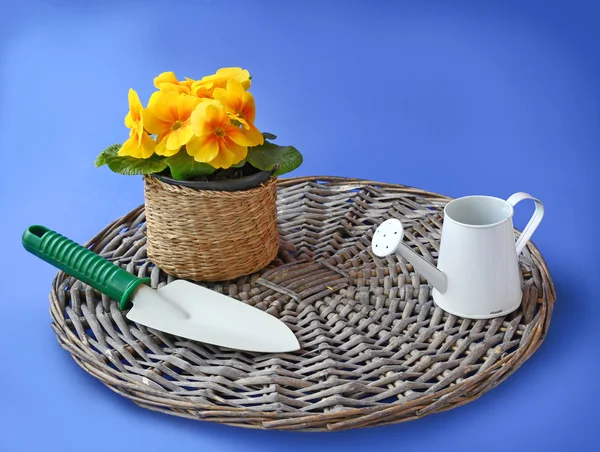 Yellow primula and and garden tools on a blue background — Stock Photo, Image