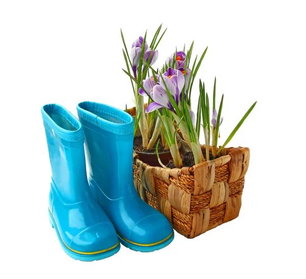 Crocuses in a basket, gloves and boots on a white background — Stock Photo, Image