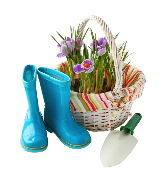 Van het kind kleine blauwe rubber gumboots met een schop en crocus in — Stockfoto