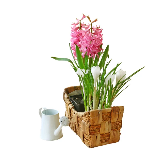 Rosa jacinto e croco em cesta no fundo branco — Fotografia de Stock