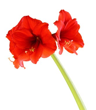 Kırmızı hippeastrum