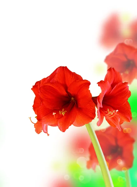 Rode hippeastrum — Stockfoto