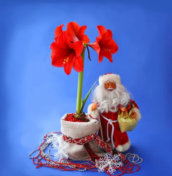 Vánoční Zátiší s červeným hippeastrum a santa claus — Stock fotografie