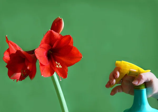 Una mano spruzzando amarilli rosse (hippeastrum ) — Foto Stock