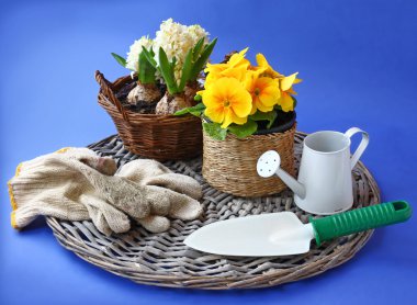 Sarı çuha çiçeği ve sümbül ve üzerinde mavi bir backgro Bahçe aletleri