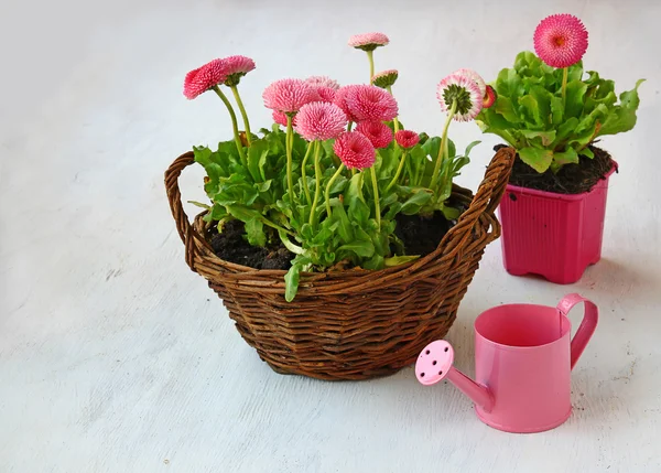 Jemné růžové sedmikrásky v košíku — Stock fotografie
