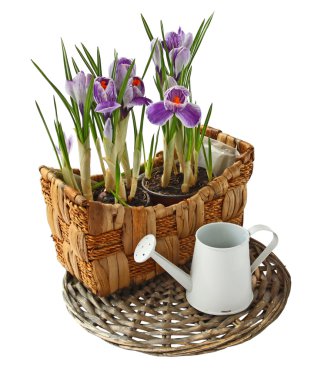 Çiğdem bir sepet ve sulama olabilir