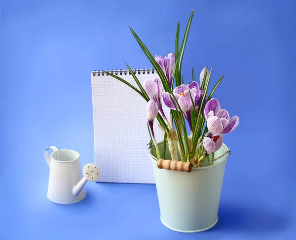 Spring crocus and empty notebook on a blue background — Stock Photo, Image