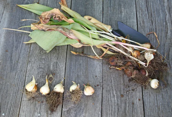 Tulpenzwiebeln und Schaufel über Holztisch — Stockfoto