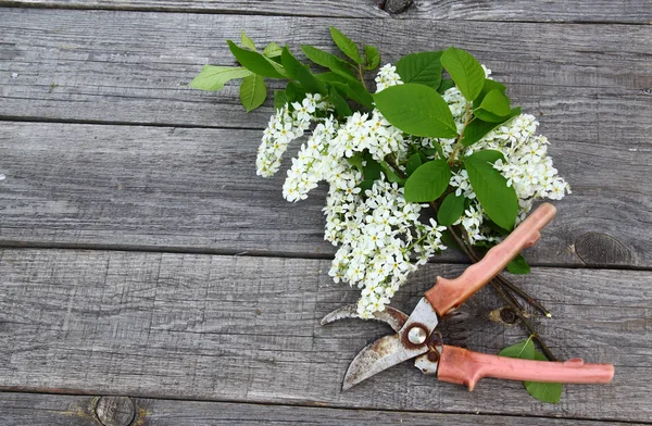 Mooie vogel-cherry tree bloemen en tuinscharen op een houten ta — Stockfoto
