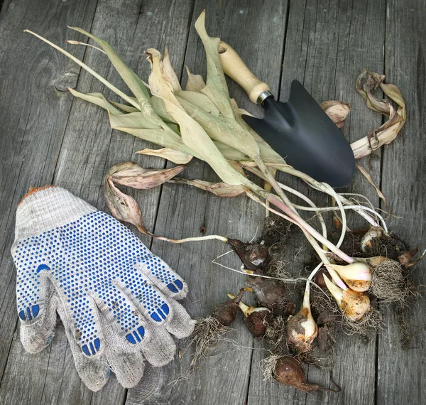 Nach dem Ende der Vegetationsperiode ausgegraben Tulpen auf dem Holz — Stockfoto