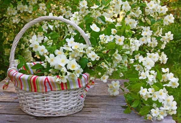 Blooming jasmine in a wicker basket on old wooden wall — Stock Photo, Image