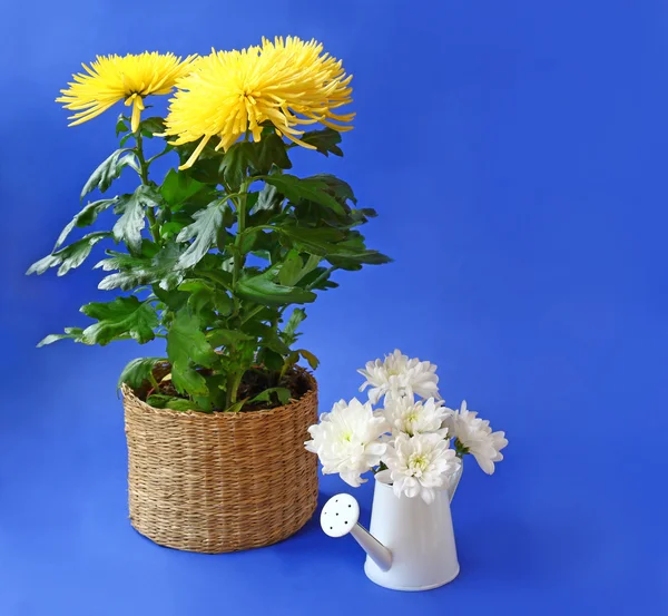 Chrysanthèmes jaunes et blanches sur fond bleu — Photo