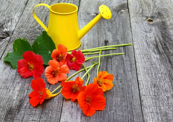 Kapuzinerkresse - Tropaeolum majus — Fotografia de Stock