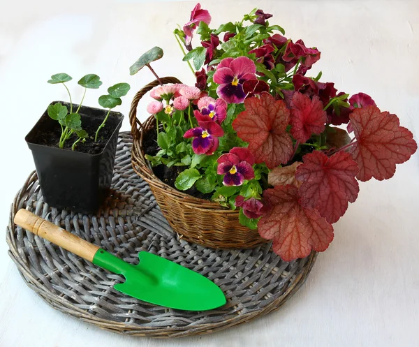 Garden composition in a basket of heuchera, pansies and daisies — Stock Photo, Image