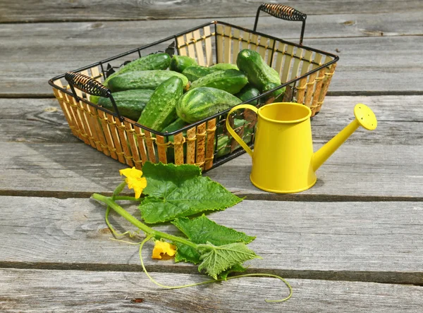 Ernte frischer Gurken auf einem Holztisch — Stockfoto