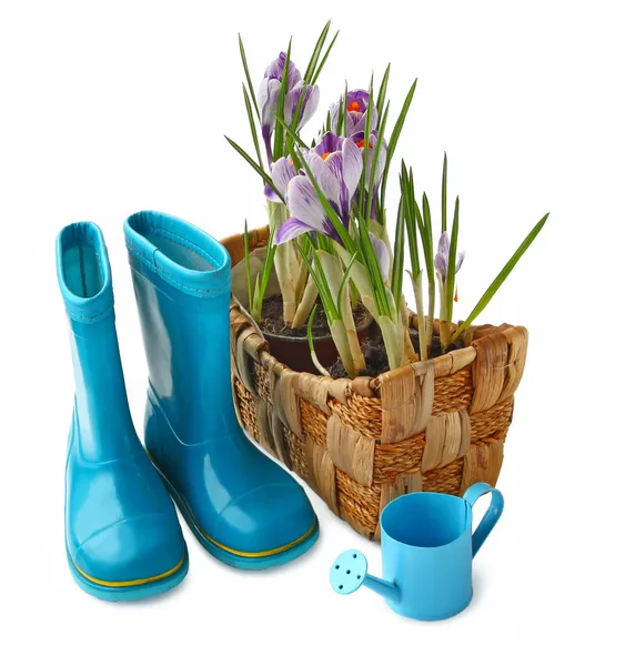 Mand met krokussen en gumboots op een witte achtergrond — Stockfoto