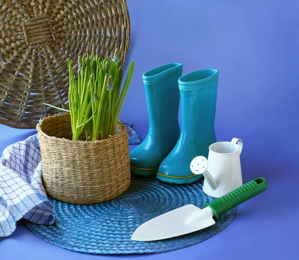 Hyacinth (muscari) and blue rubber gumboots — Stock Photo, Image