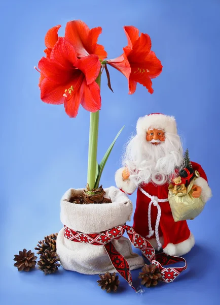 Neujahrs-Stillleben mit roter Amaryllis und Spielzeug-Weihnachtsmann — Stockfoto