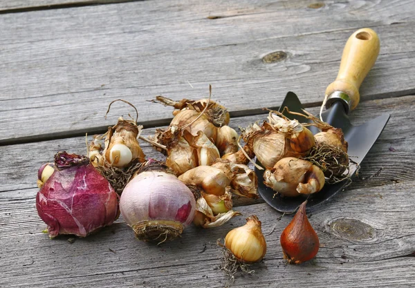 Цветочные луковицы (тюльпаны, нарциссы, выкидыш) и лопата на woo — стоковое фото