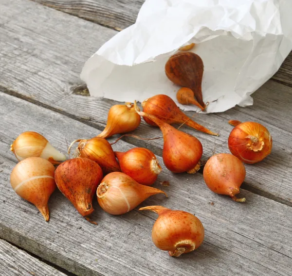 Tulipa bollen — Stockfoto