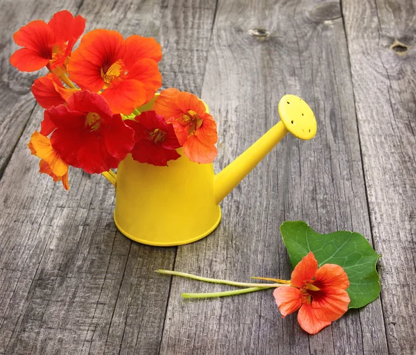 Nasturtiums in an watering can on a old table — Stock Photo, Image