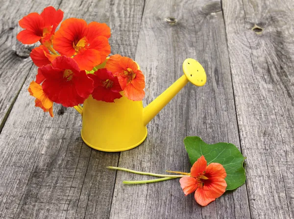 Nasturtiums in an watering can on a old table — Stock Photo, Image