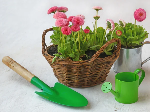 Pink daisy in a basket and green watering can and shovel — Stock Photo, Image