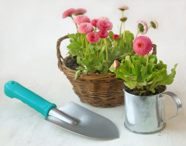Seedling daisy in a tin mug — Stock Photo, Image