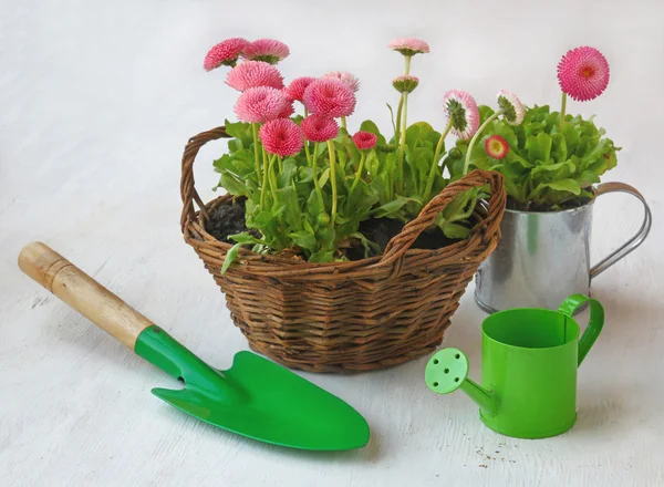 Pink daisy in a basket and green watering can and shovel — Stock Photo, Image
