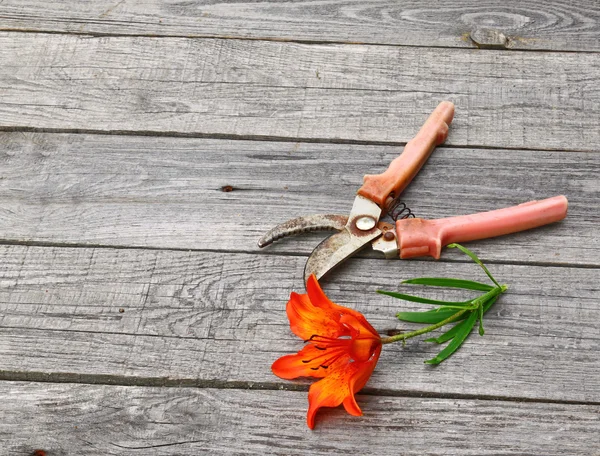 Laranja lírio flor açafrão e tesouras de jardim — Fotografia de Stock