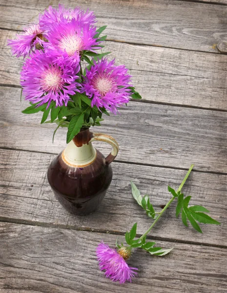 Bouquet of purple cornflowers – stockfoto