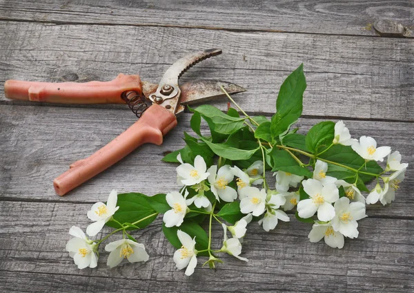 Fiori e forbici di gelsomino su un tavolo — Foto Stock