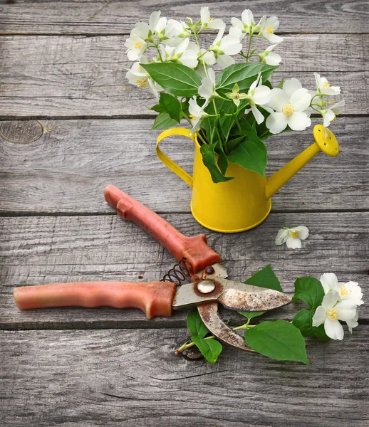 Jasminblüten und Gartenschere an Holzwand — Stockfoto