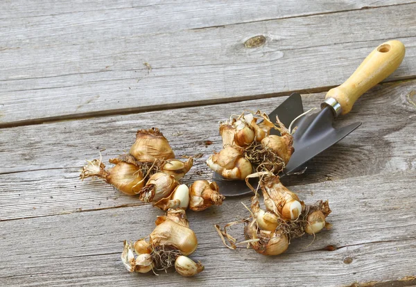 Bulbos de flor e pá na mesa de madeira. — Photo