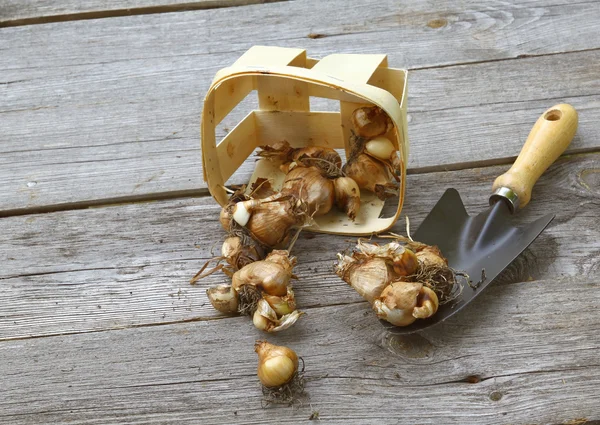 Bulbes à fleurs, panier et pelle sur la table en bois. — Photo