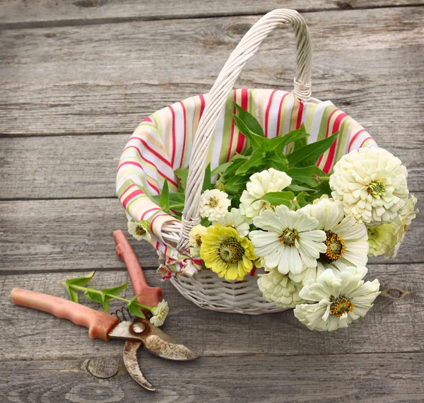 Strauß weißer Zinnien in einem weißen Korb — Stockfoto