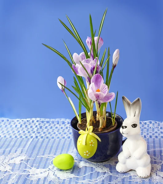 Crocuses " Pickwick" and easters eggs — Stock Photo, Image