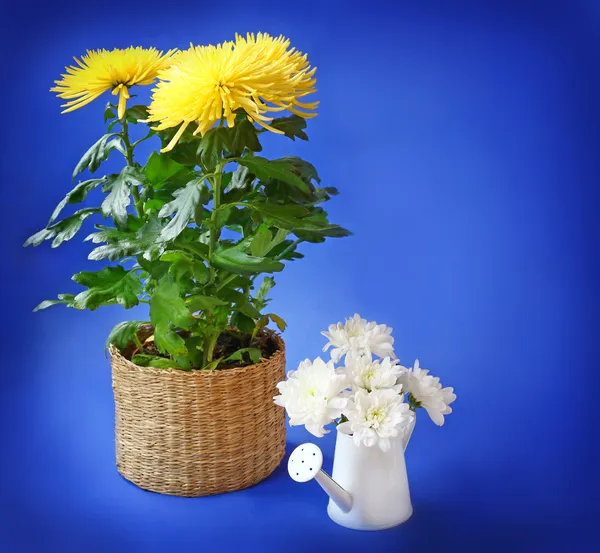 Yellow and white chrysanthemums on a blue background — Stock Photo, Image