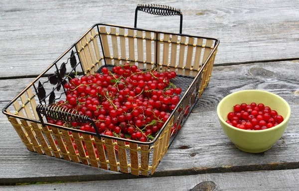 Freshly red currant — Stock Photo, Image