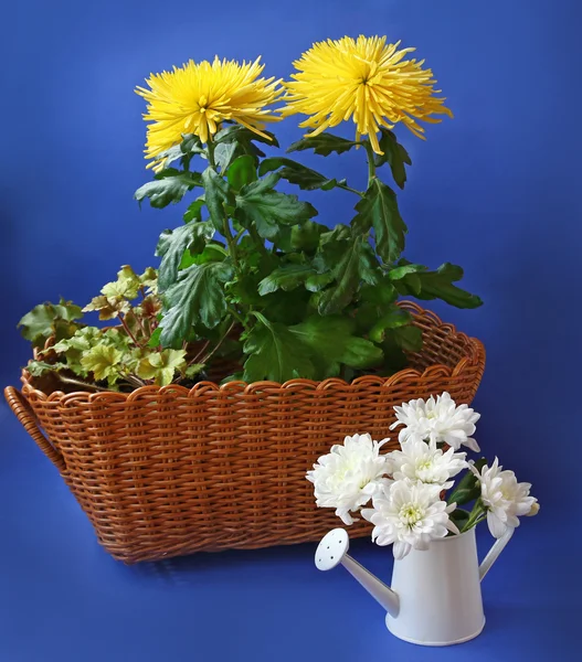 Yellow and white chrysanthemums on a blue background — Stock Photo, Image