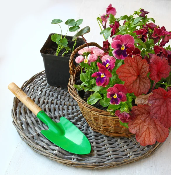 Composição de jardim em uma cesta de heuchera, violetas e margaridas — Fotografia de Stock
