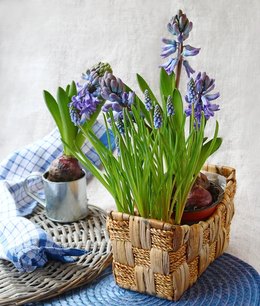 Blue hyacinth and muscari in basket — Stock Photo, Image