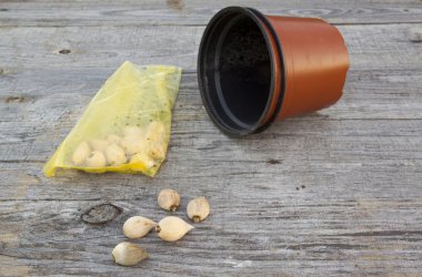 eniridodictyum reticulata 전구 및 꽃 화분