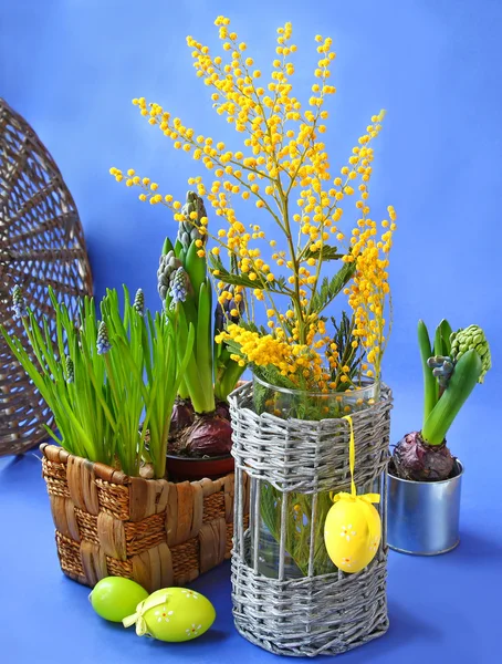 Ostern-Stillleben mit Mimosen, Narzissen und Traubenhyazinthen — Stockfoto